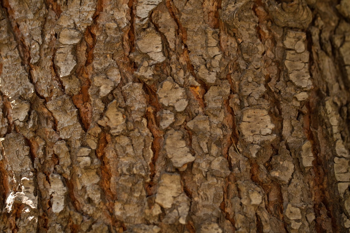 Tree Bark Texture