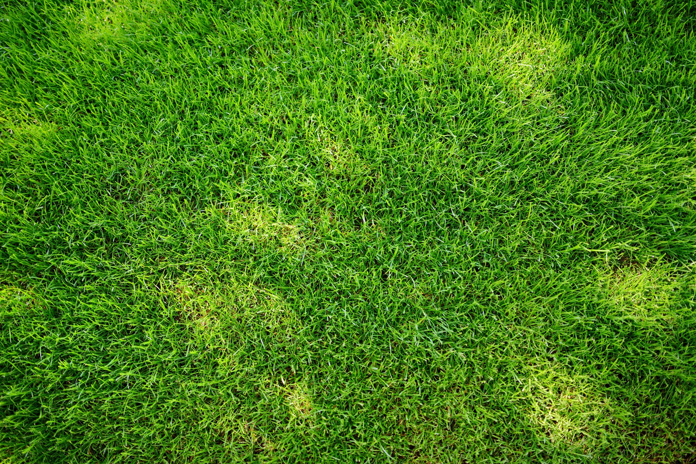 Perfectly Mowed Fresh Garden Lawn in Summer. Green Grass with Sunspots.